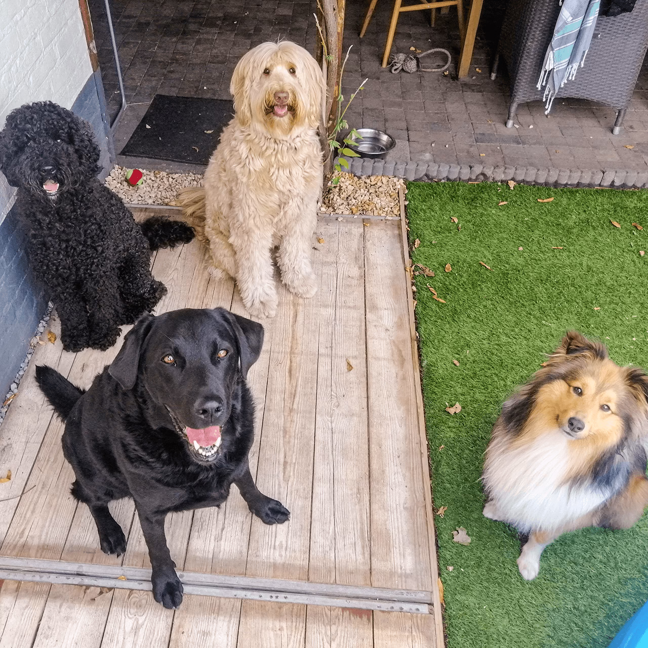 MiraDogWalker - Placeholders 3